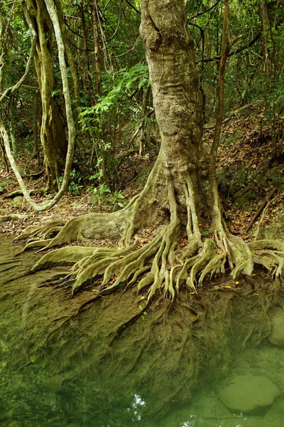 Sistema radicular de un árbol en el bosque tropical — Foto de Stock