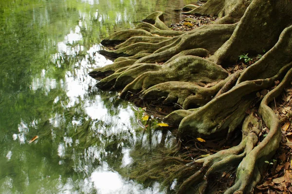 Sistema radicular de un árbol en el bosque tropical —  Fotos de Stock