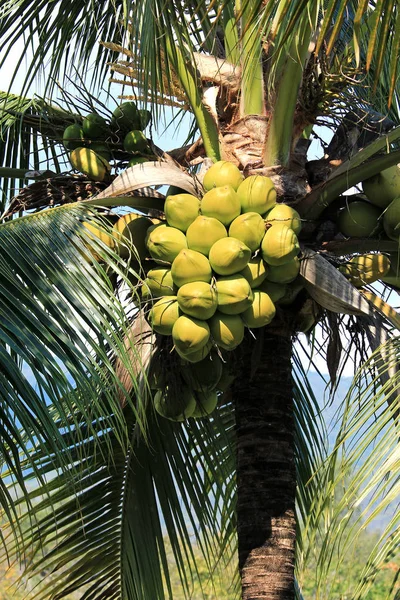 Kokosnuss-Traube auf Kokosnussbaum — Stockfoto