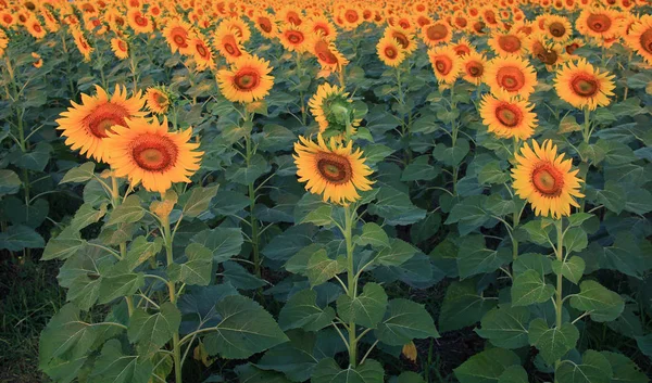 Image of yellow sunflowers — Stock Photo, Image