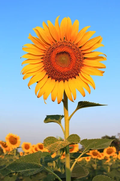 Close up of yellow sunflower with blue sky — Stock Photo, Image