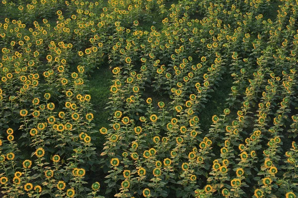 Gele zonnebloem op plant — Stockfoto