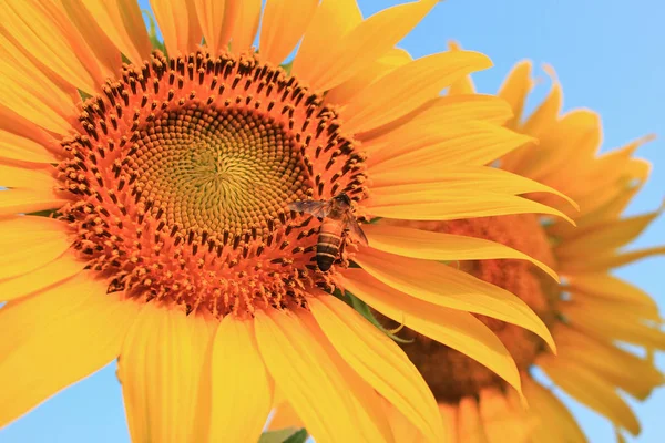 Sommerszene über Bienen, die Sonnenblumen bestäuben — Stockfoto