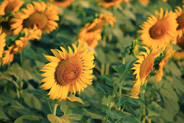 Close up of yellow sunflower on plant — Stock Photo, Image