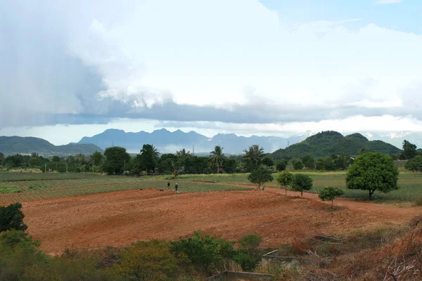 Campo de abacaxi na Tailândia — Fotografia de Stock