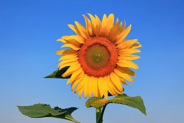 Yellow sunflower on plant — Stock Photo, Image