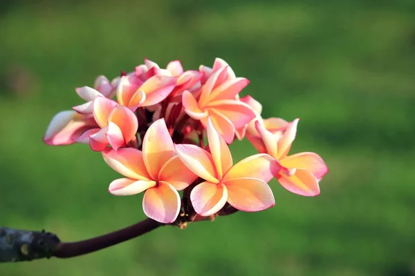 Oranje plumeria bloemen — Stockfoto