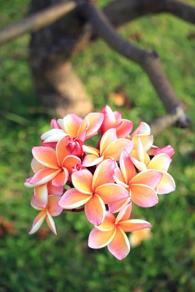 Orange plumeria flowers — Stock Photo, Image