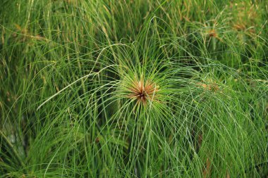 Yeşil papirüs bitkiler