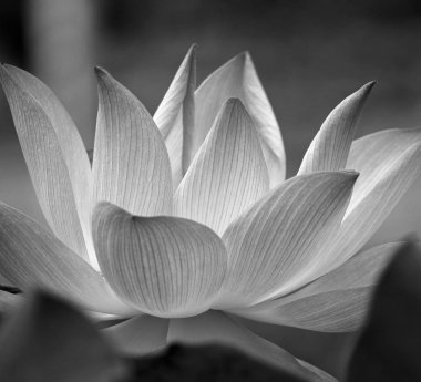Lotus çiçek çiçek