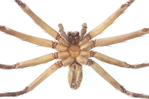 Gros plan de Cane Spider — Photo