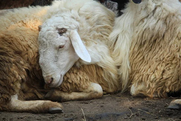 Dormir moutons blancs dans la ferme — Photo