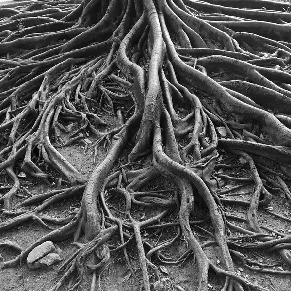 Bükülmüş yaşlı ağaç köklerinin — Stok fotoğraf