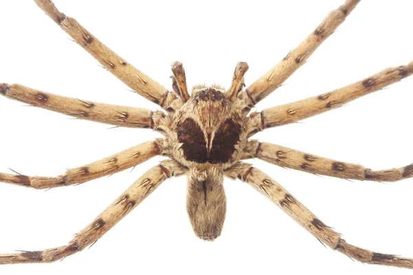 Bliska trzciny pająk — Zdjęcie stockowe