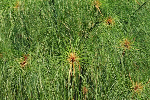 Imagem de plantas de papiro — Fotografia de Stock