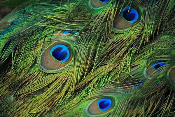 Closeup of peacock feather — Stock Photo, Image