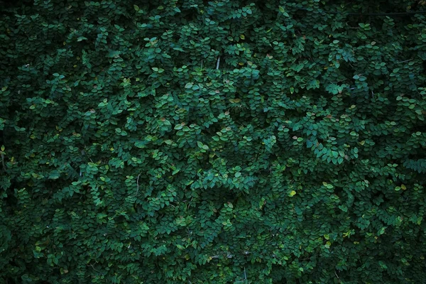 Grön ranka växt — Stockfoto