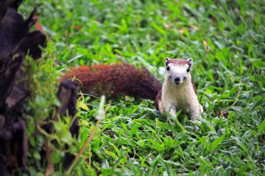 sincap yeşil çimlerin üzerinde