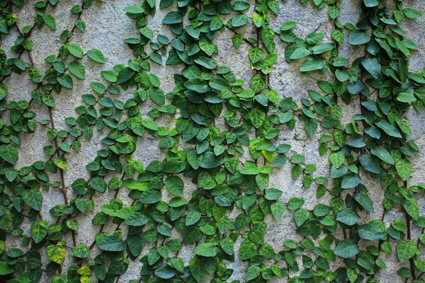 Зелена рослина на стіні — стокове фото