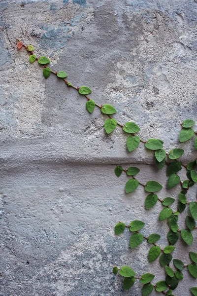 Planta trepadeira verde na parede — Fotografia de Stock