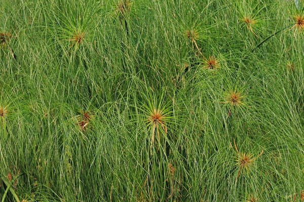 Papirüs bitkilerin bir arka plan — Stok fotoğraf