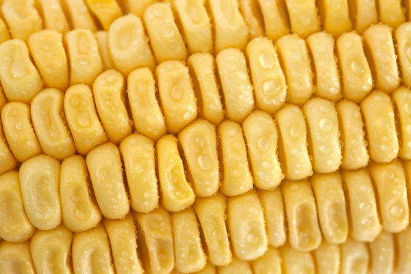 Primer plano del maíz fresco —  Fotos de Stock