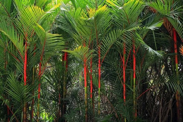 在泰国的口红棕榈 — 图库照片