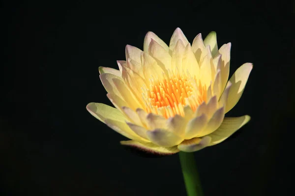 Gele lotusbloem — Stockfoto