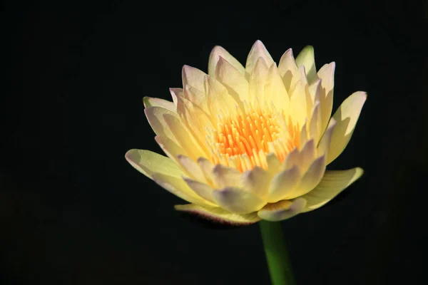 Sarı lotus çiçeği — Stok fotoğraf