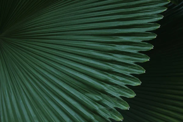 녹색 열 대 야자수 나무 잎 — 스톡 사진