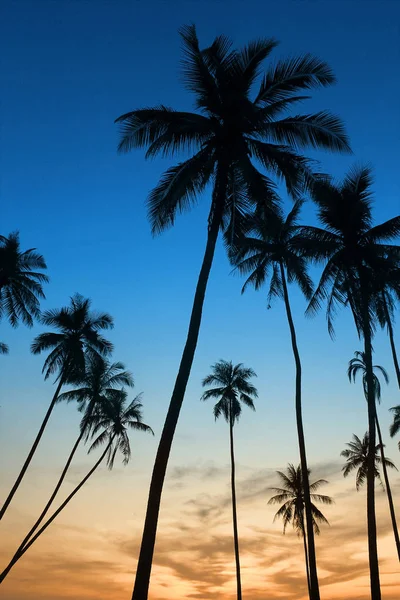 Tropical sunset with palm tree — Stock Photo, Image