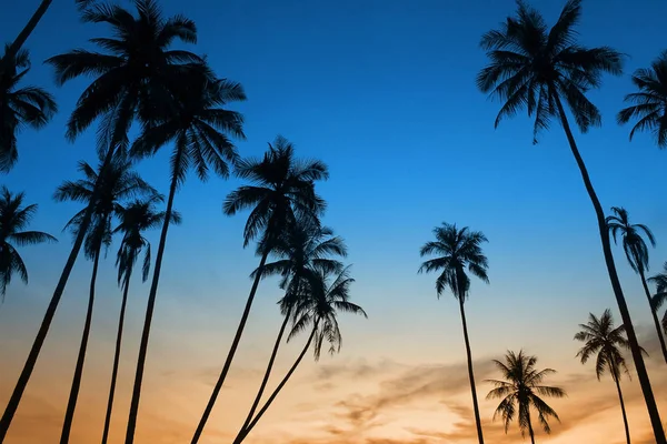 Tropical sunset with palm tree — Stock Photo, Image