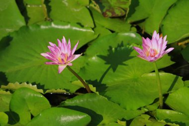 pembe nilüfer çiçeği