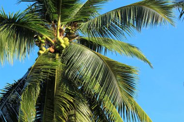 Hindistan cevizi plantasyon Tayland