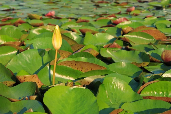 Lotusblume im tropischen Garten — Stockfoto
