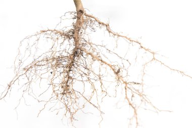 Kökleri ağacı yakın çekim