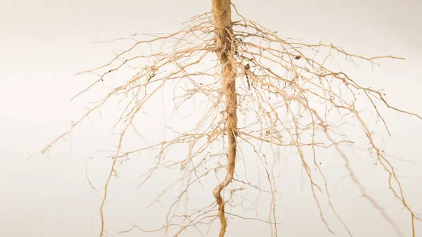 根の木のクローズ アップ — ストック写真