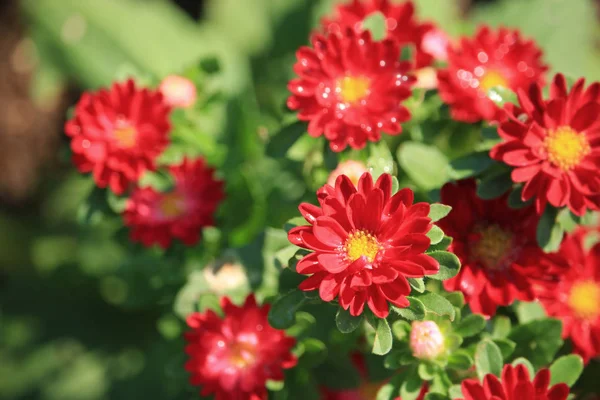Red china aster — Stock Photo, Image