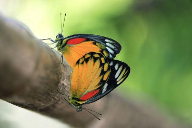 Ağaçta çiftleşme kelebek Çift