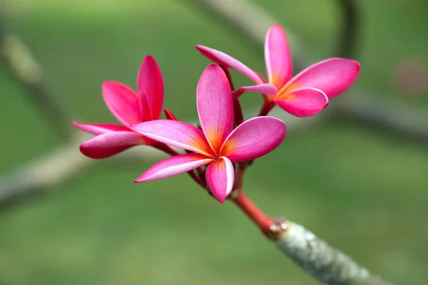 Rosa frangipani blomma — Stockfoto