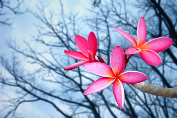 Pink frangipani flower — Stock Photo, Image