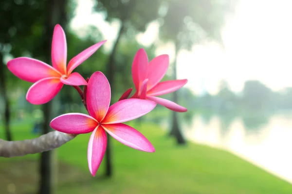 Розовый цветок франджипани на растении — стоковое фото