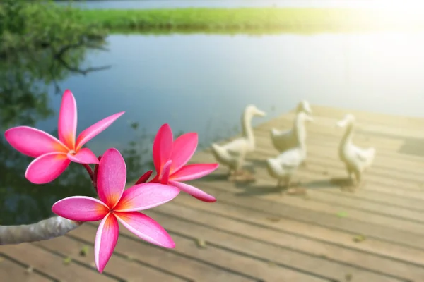 Flor Frangipani rosa — Fotografia de Stock