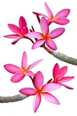 pembe frangipani çiçekler