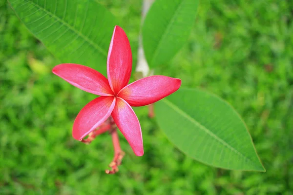 Pembe frangipani çiçek — Stok fotoğraf