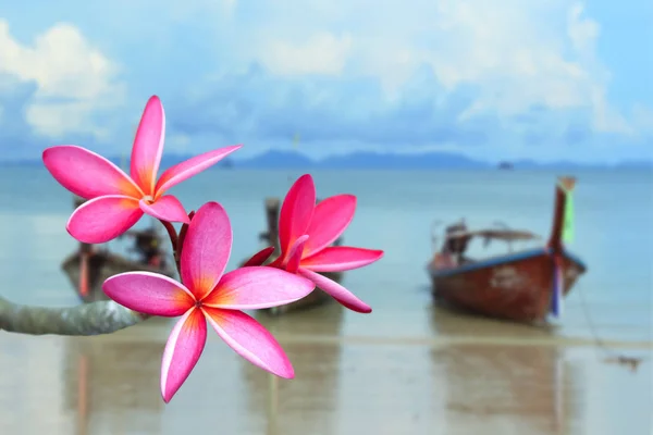 Roze frangipani bloem op het strand — Stockfoto