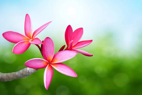 Pembe frangipani çiçek — Stok fotoğraf