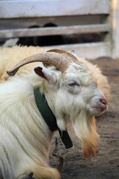 Портрет белой козы в зоопарке — стоковое фото