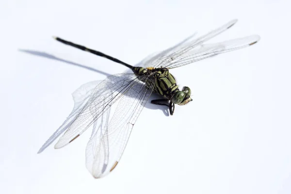 Macro libélula em branco — Fotografia de Stock