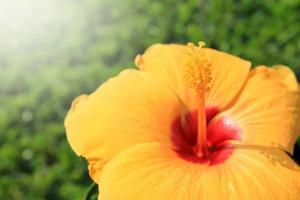 Hibisco tropical amarelo em flor — Fotografia de Stock